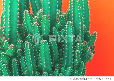 Textured cactus isolated on orange background Textured cactus isolated on orange background 49760665