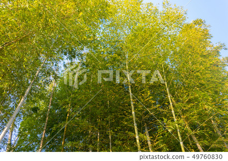 Bamboo bush at sunset Bamboo bush at sunset 49760830
