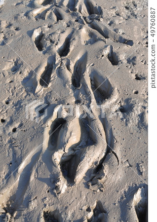 Mudflats，泥，腳印，泥，自然背景 49760887