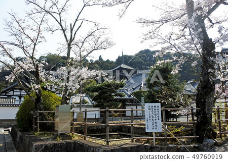 Taimadera Taimadera 49760919