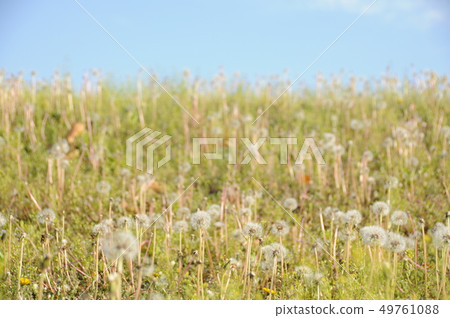 抒情,柔和,蒲公英領域,蒲公英,藍天,壁紙 抒情,柔和,蒲公英領域,蒲公英,藍天,壁紙 49761088