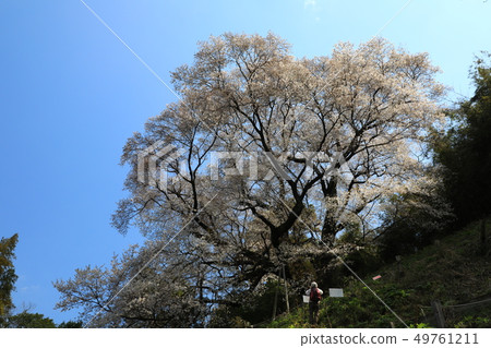 Oyama Sakura 5475 Oyama Sakura 5475 49761211