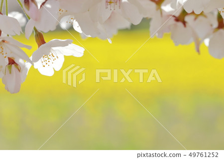 Rape flower field and cherry tree 49761252