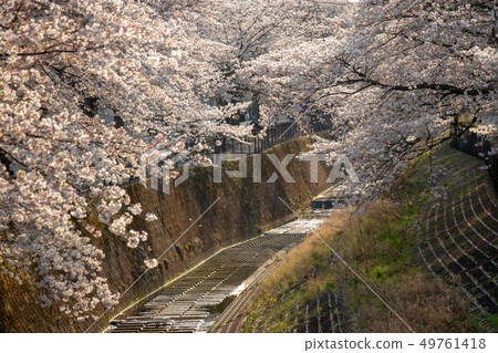 Row of cherry blossom trees along the Tamagawa River, Tama City, Tokyo 49761418