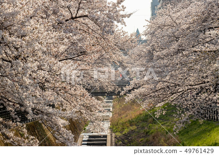 Row of cherry blossom trees along the Tamagawa River, Tama City, Tokyo 49761429
