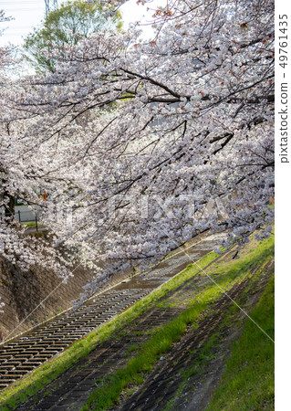 Row of cherry blossom trees along the Tamagawa River, Tama City, Tokyo 49761435