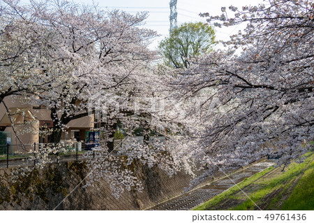 Row of cherry blossom trees along the Tamagawa River, Tama City, Tokyo 49761436