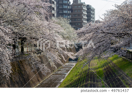 Row of cherry blossom trees along the Tamagawa River, Tama City, Tokyo 49761437