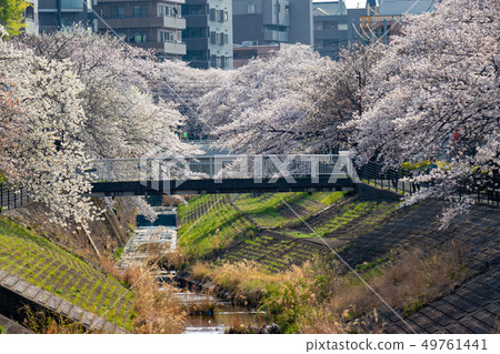 Row of cherry blossom trees along the Tamagawa River, Tama City, Tokyo 49761441