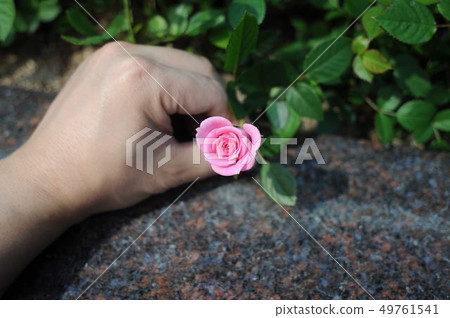 Roses, rose flowers, pink roses, stone walls, wallpapers, love, small, cute, lovely Roses, rose flowers, pink roses, stone walls, wallpapers, love, small, cute, lovely 49761541