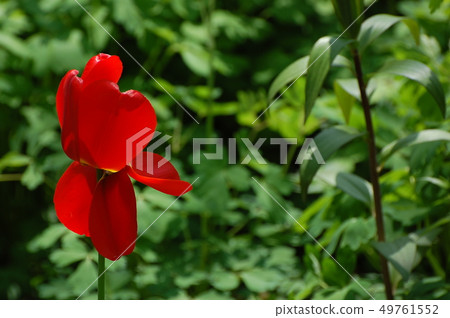 Red, red flower, abstract, flower, nature background, screen, festival, flower festival Red, red flower, abstract, flower, nature background, screen, festival, flower festival 49761552