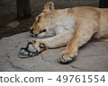 獅子，獅子，午睡，動物，動物園，野生動物，草甸之王，懶惰 49761554