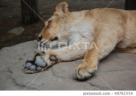 獅子，獅子，午睡，動物，動物園，野生動物，草甸之王，懶惰 49761554