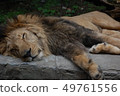 獅子，午睡，動物，動物園，野生動物，草甸之王，懶惰，午睡 49761556