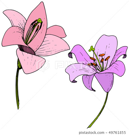Vector Pink and violet Lily floral botanical flower. Engraved ink art. Isolated lilium illustration Vector Pink and violet Lily floral botanical flower. Engraved ink art. Isolated lilium illustration 49761855