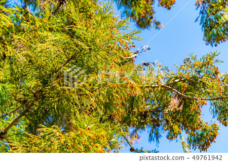 雪松花粉 長野縣 照片素材 圖片 圖庫