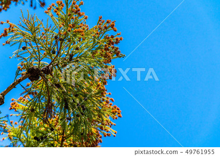 Cedar tree pollen [Nagano Prefecture] 49761955