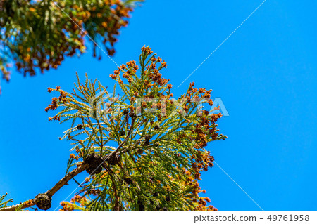 Cedar tree pollen [Nagano Prefecture] 49761958