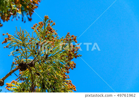 Cedar tree pollen [Nagano Prefecture] 49761962