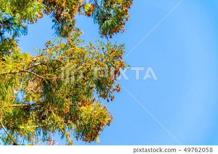 雪松花粉 長野縣 照片素材 圖片 圖庫