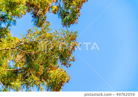 Cedar tree pollen [Nagano Prefecture] 49762059