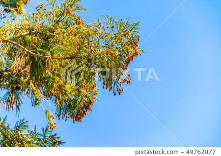 Cedar tree pollen [Nagano Prefecture] 49762077