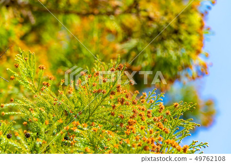 雪松花粉 長野縣 照片素材 圖片 圖庫