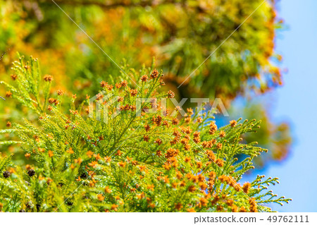 Cedar tree pollen [Nagano Prefecture] 49762111