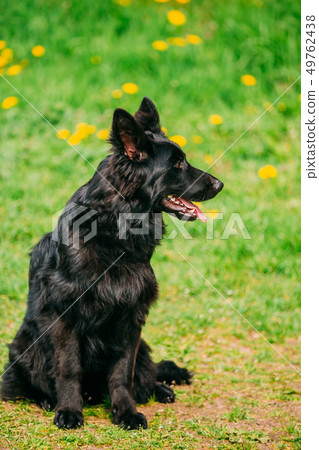 Beautiful Young Black German Shepherd Dog Sitting In Green Grass. Alsatian Wolf Dog Or German Beautiful Young Black German Shepherd Dog Sitting In Green Grass. Alsatian Wolf Dog Or German 49762438