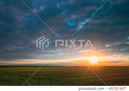 Sunset Sunrise Over Field With Young Wheat Sprouts. Bright Dramatic Sky Above Meadow. Countryside Sunset Sunrise Over Field With Young Wheat Sprouts. Bright Dramatic Sky Above Meadow. Countryside 49762487