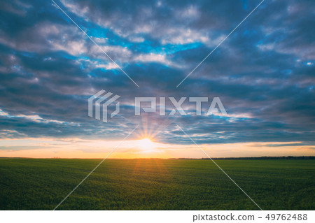 Sunset Sunrise Over Field With Young Wheat Sprouts. Bright Dramatic Sky Above Meadow. Countryside Sunset Sunrise Over Field With Young Wheat Sprouts. Bright Dramatic Sky Above Meadow. Countryside 49762488