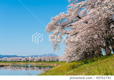 Blue sky and Ichimokusen Sakura Miyagi Ogawara Blue sky and Ichimokusen Sakura Miyagi Ogawara 49762791