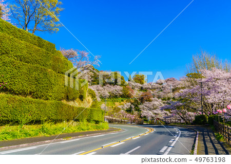 Cherry blossoms in Kikuchi Park [Kikuchi City, Kumamoto Prefecture] 49763198