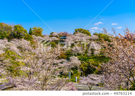 Cherry blossoms in Kikuchi Park [Kikuchi City, Kumamoto Prefecture] 49763214