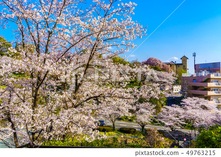 Cherry blossoms in Kikuchi Park [Kikuchi City, Kumamoto Prefecture] 49763215