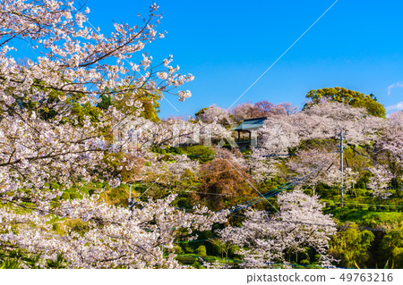 Cherry blossoms in Kikuchi Park [Kikuchi City, Kumamoto Prefecture] 49763216