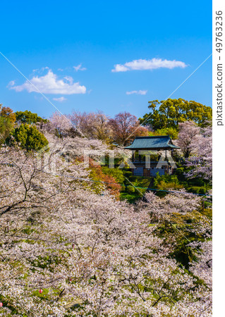 Cherry blossoms in Kikuchi Park [Kikuchi City, Kumamoto Prefecture] 49763236
