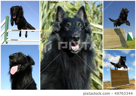groenendael groenendael 49763344