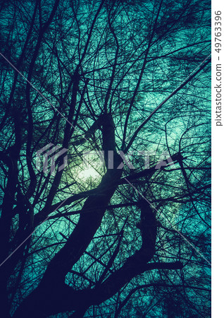 Silhouette of tree against sky with moonlight. Silhouette of tree against sky with moonlight. 49763396