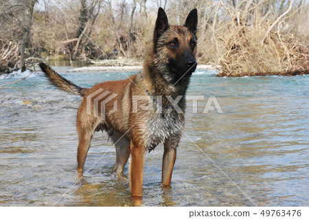 malinois in river malinois in river 49763476