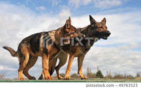 german shepherds german shepherds 49763523