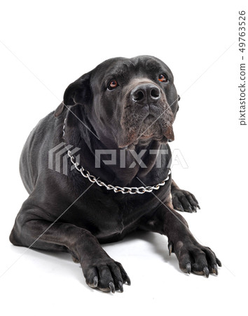 italian mastiff 49763526