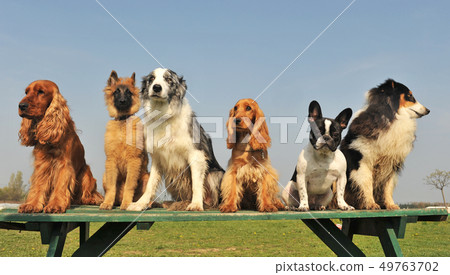 five little dogs 49763702