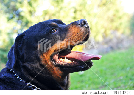 rottweiler 49763704