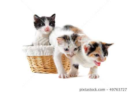 kitten in a basket 49763727