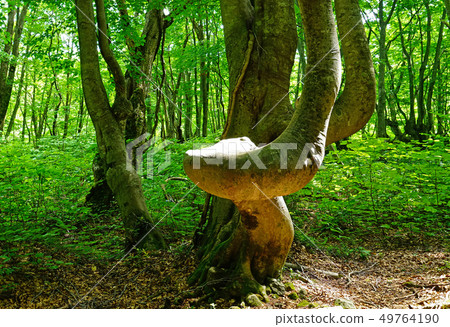 Shishigasan wetland Akita 49764190