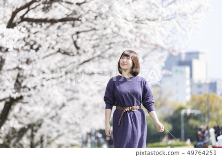 Woman taking a walk in a row of cherry blossom trees 49764251