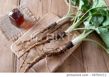Burdock roots and tincture on a table 49764311