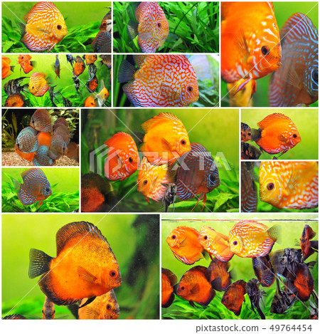 discus 49764454