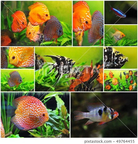 group of fishes group of fishes 49764455